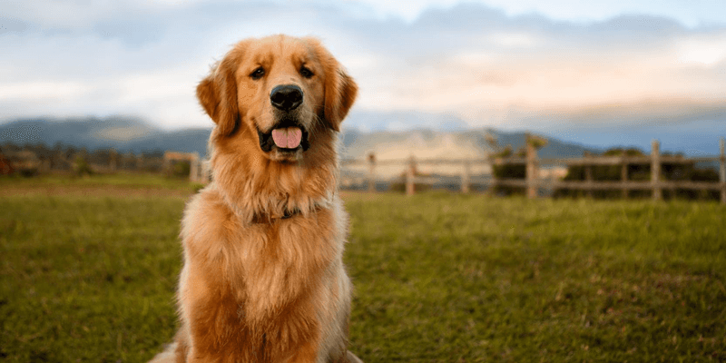 Golden Retriever