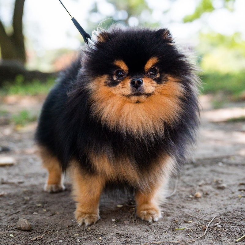 Pomeranian