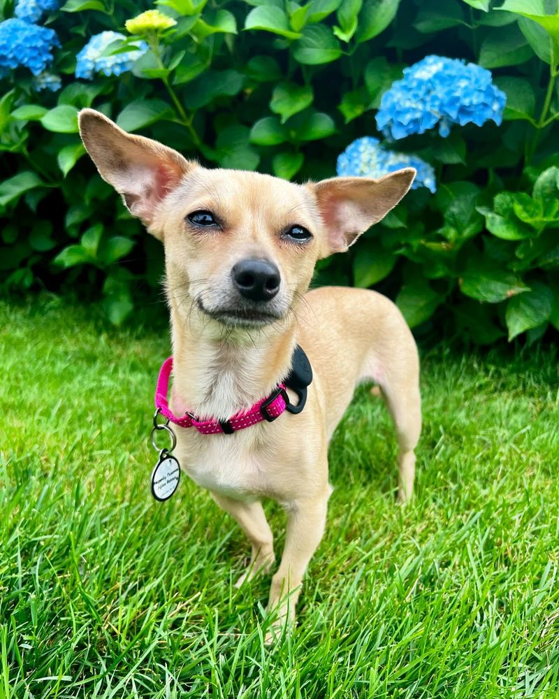 Chihuahua