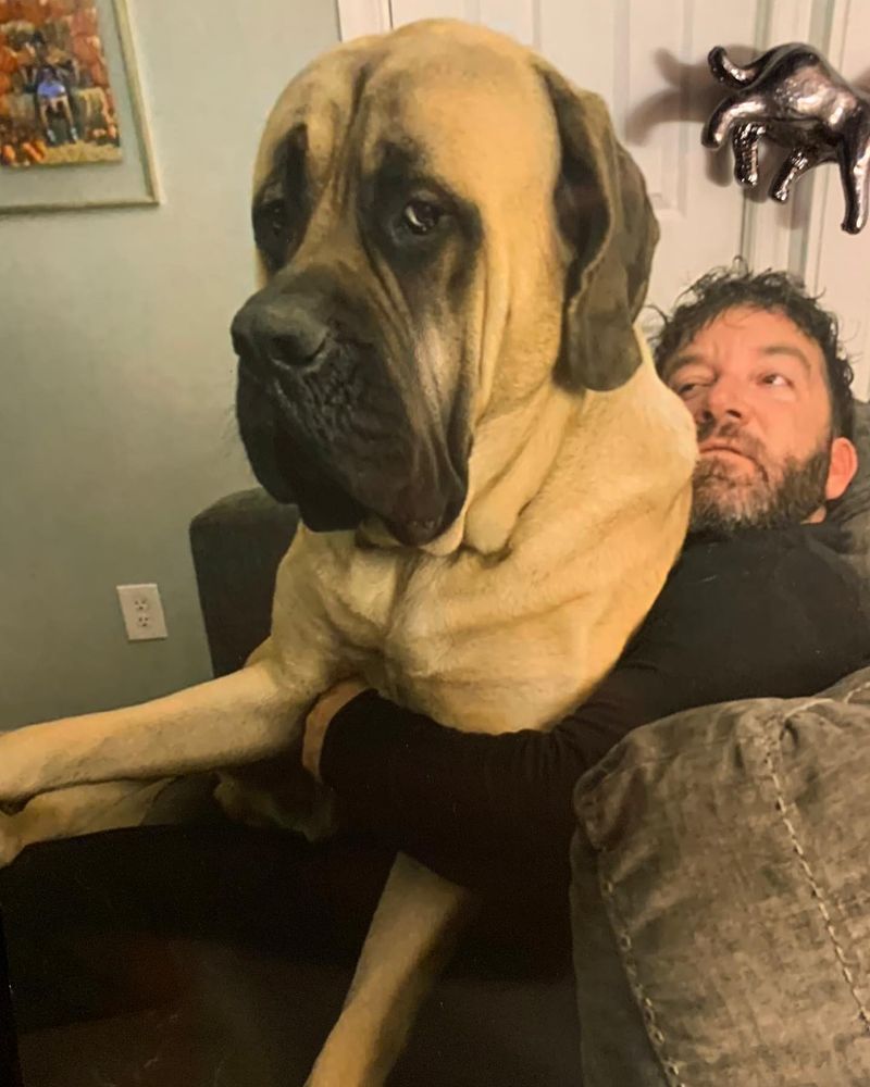 Mastiff
