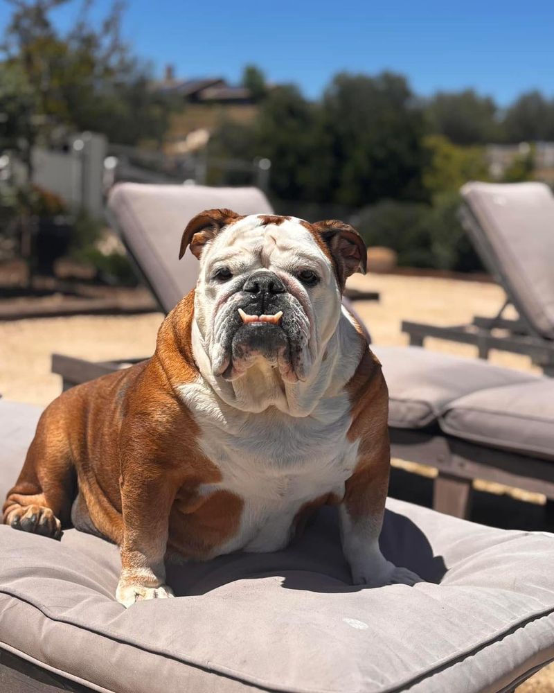 Bulldog
