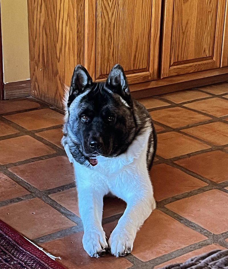 Akita