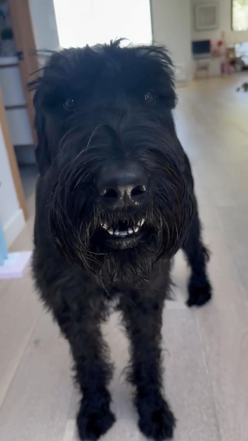 Giant Schnauzer