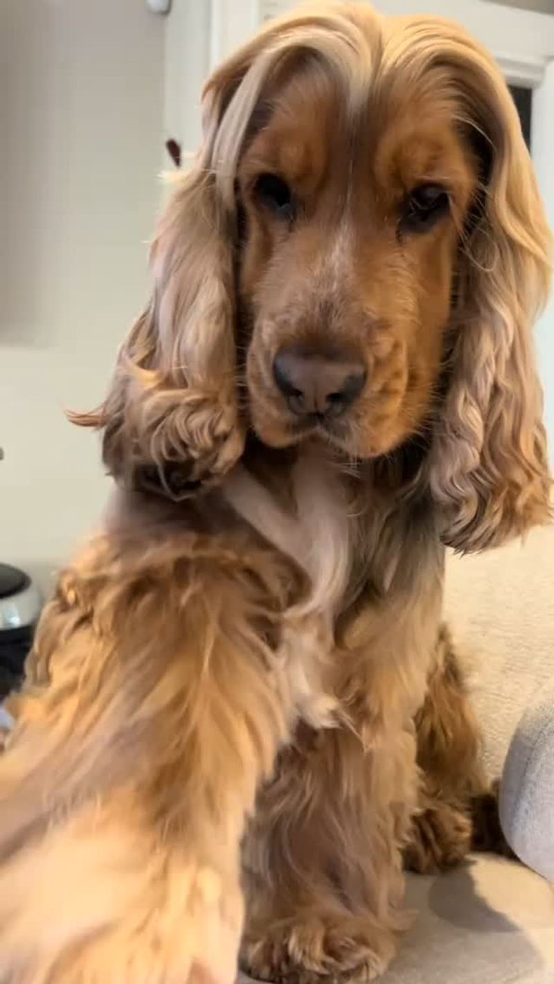 Cocker Spaniel