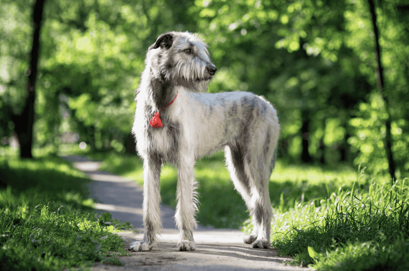 Irish Wolfhound