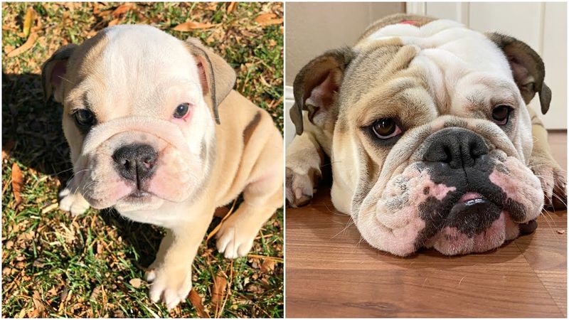 English Bulldog