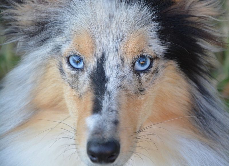 Shetland Sheepdog