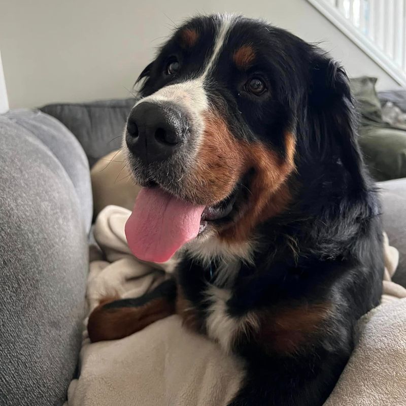 Bernese Mountain Dog