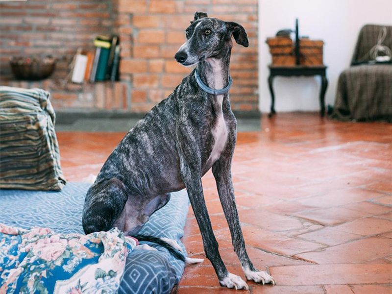 Whippet