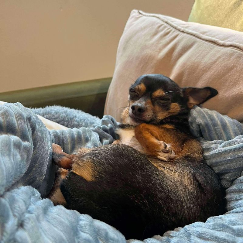 Chihuahua