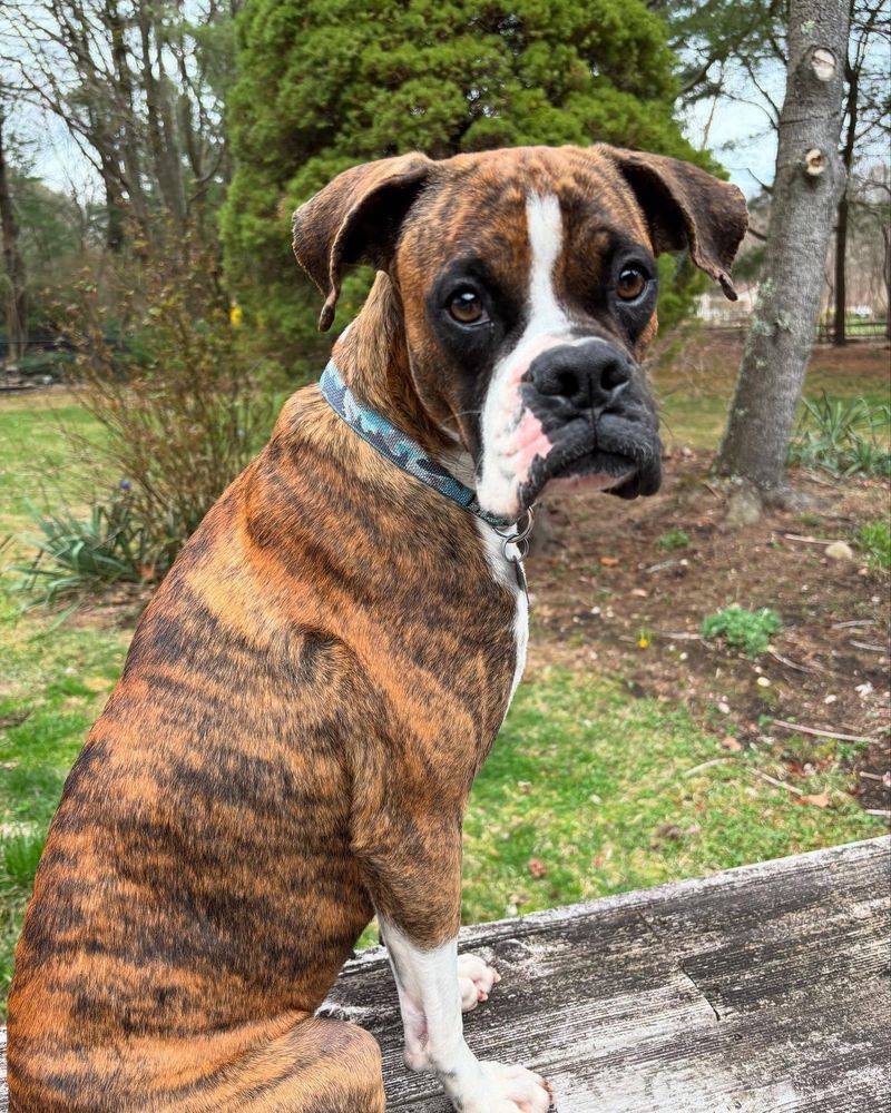 Boxer