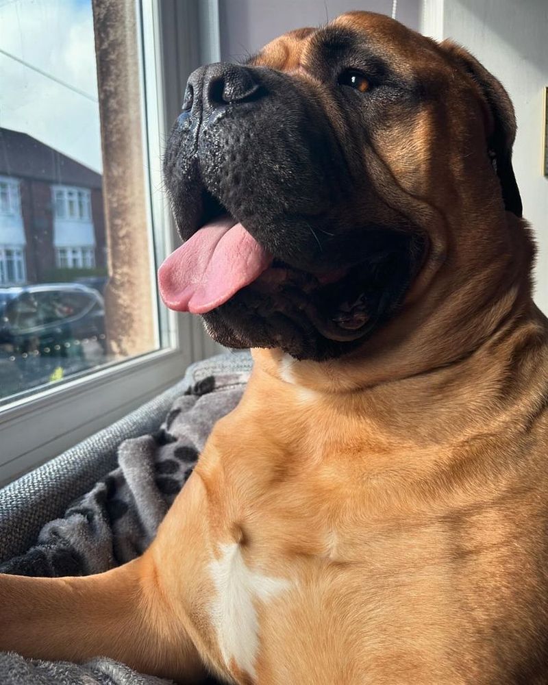 Bullmastiff