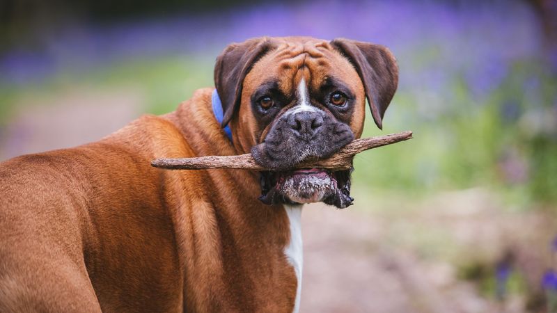 Boxer