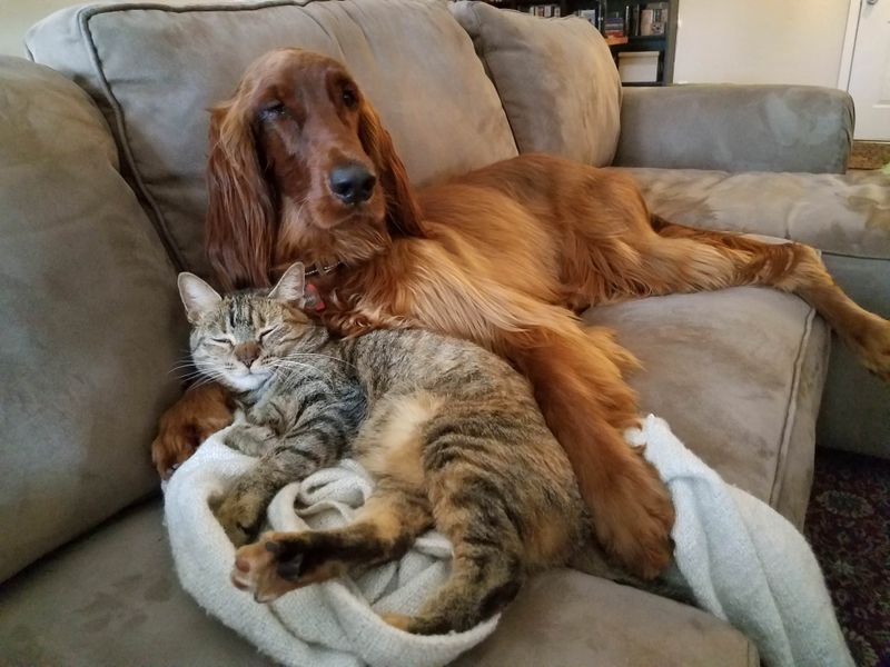 Irish Setter
