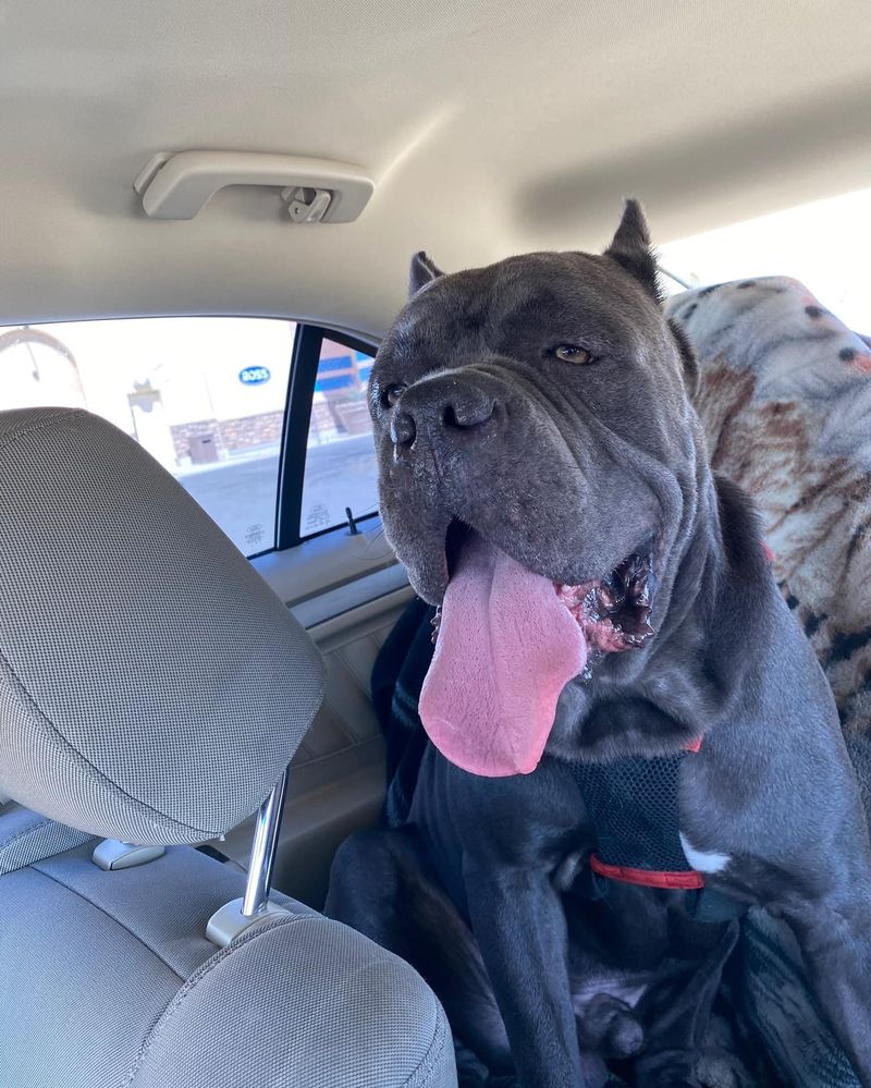 Mastiff