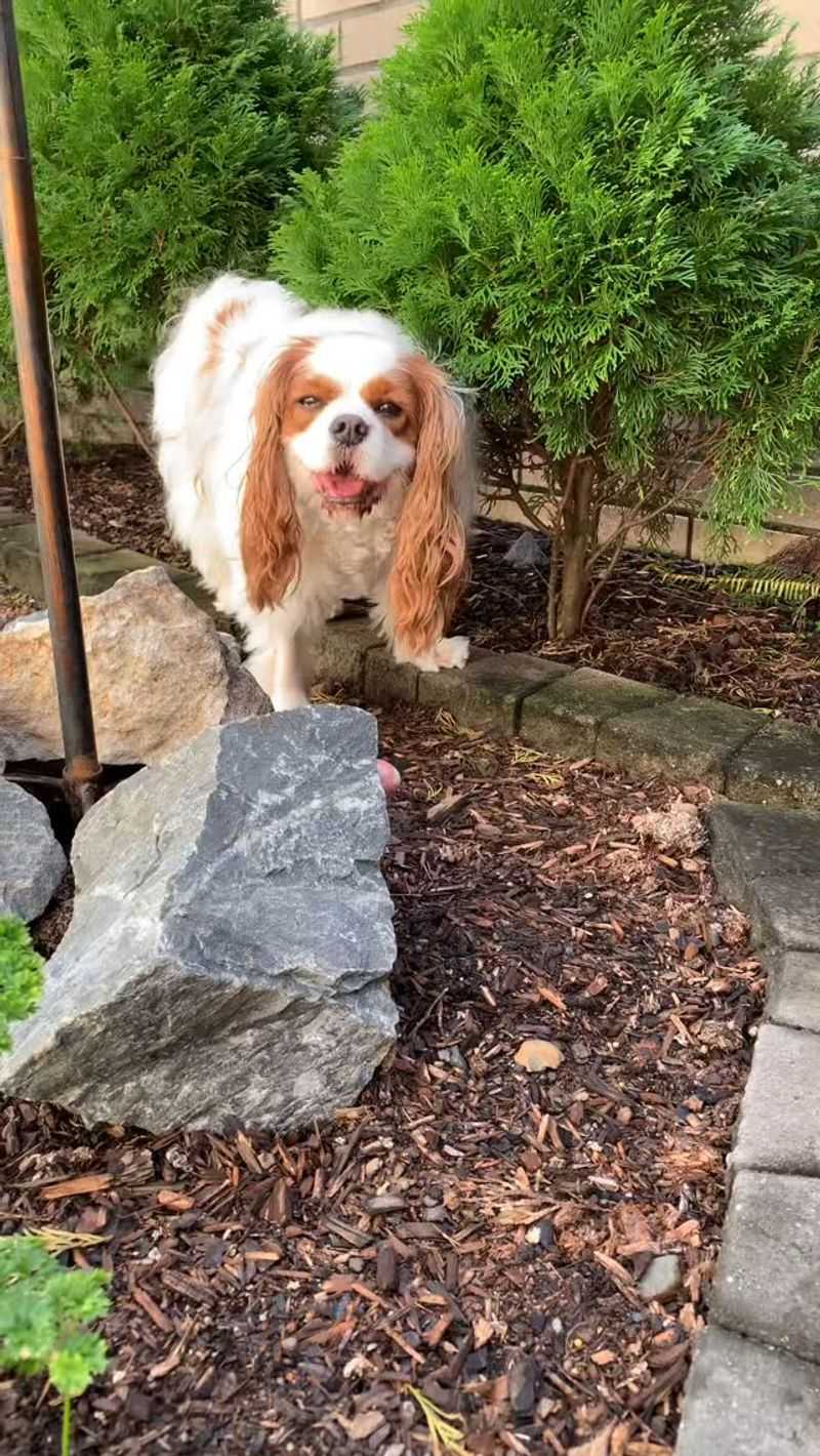 Cavalier King Charles Spaniel