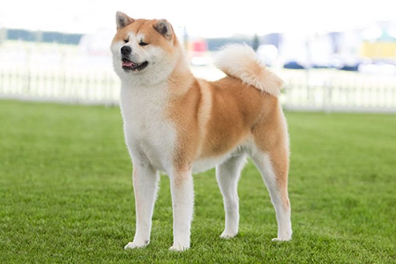 Akita