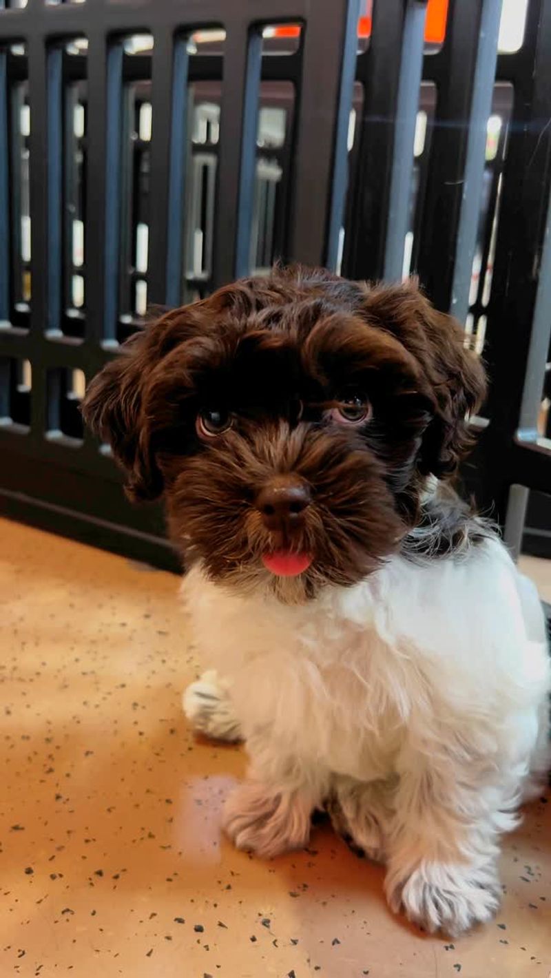 Shih Tzu