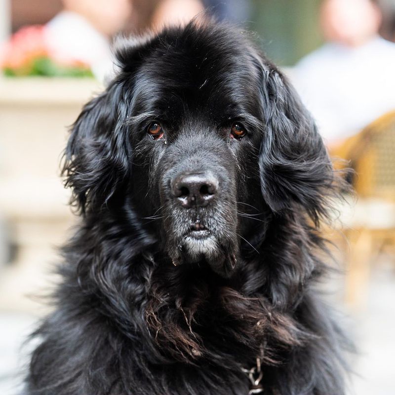 Newfoundland