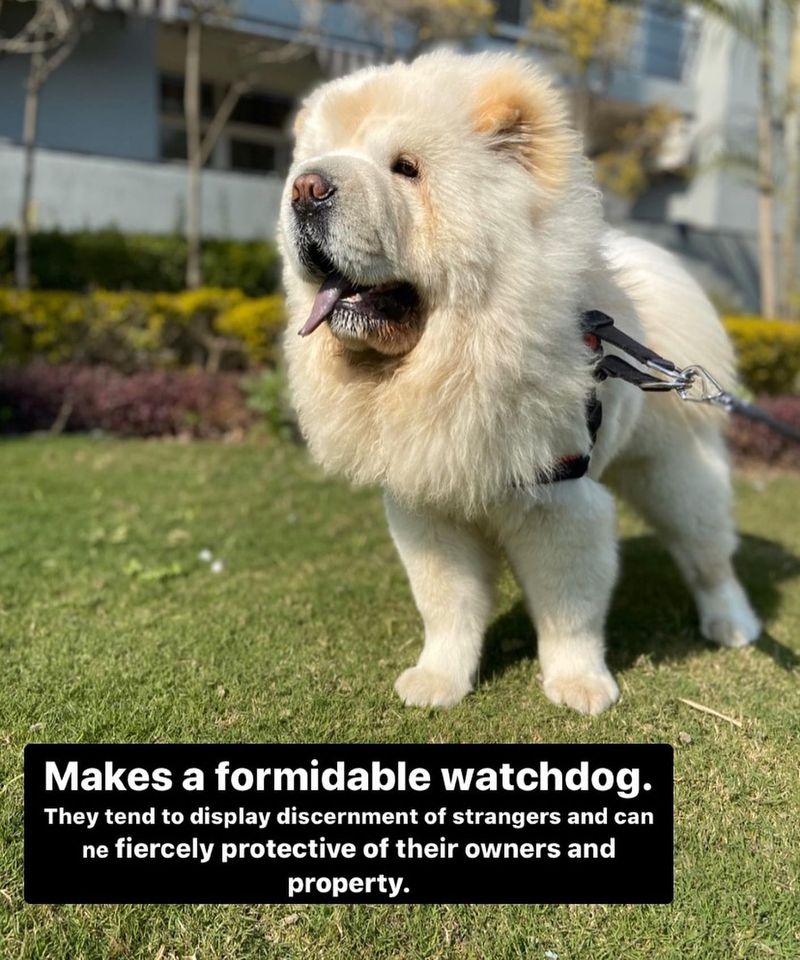 Chow Chow