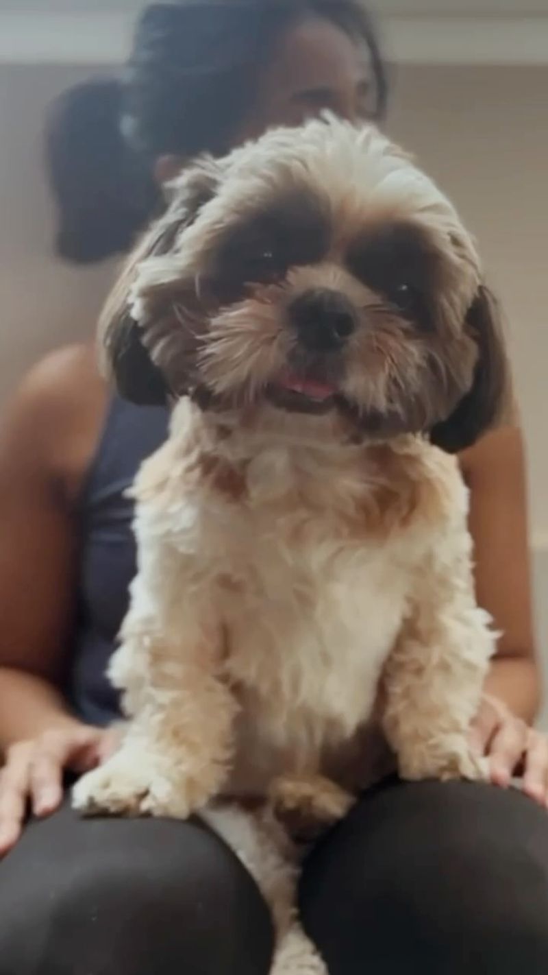 Shih Tzu