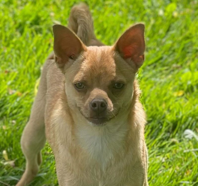 Chihuahua