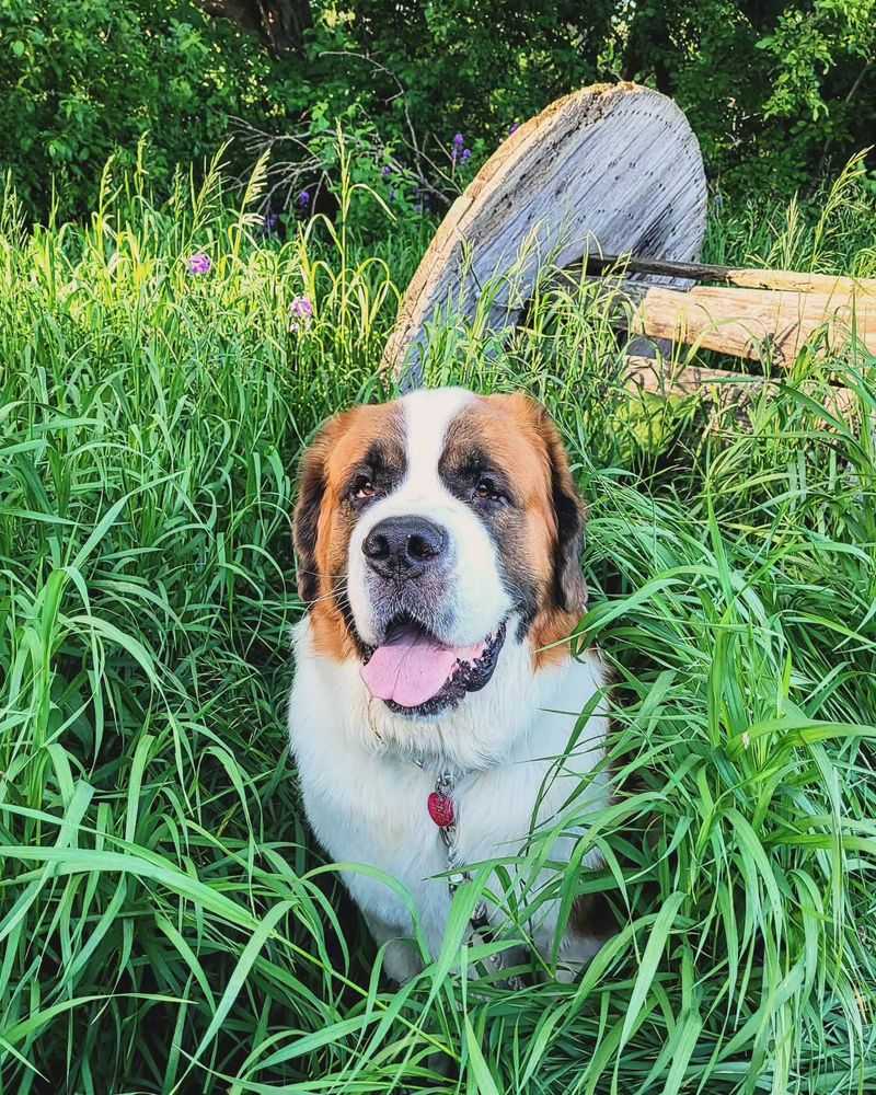 Saint Bernard