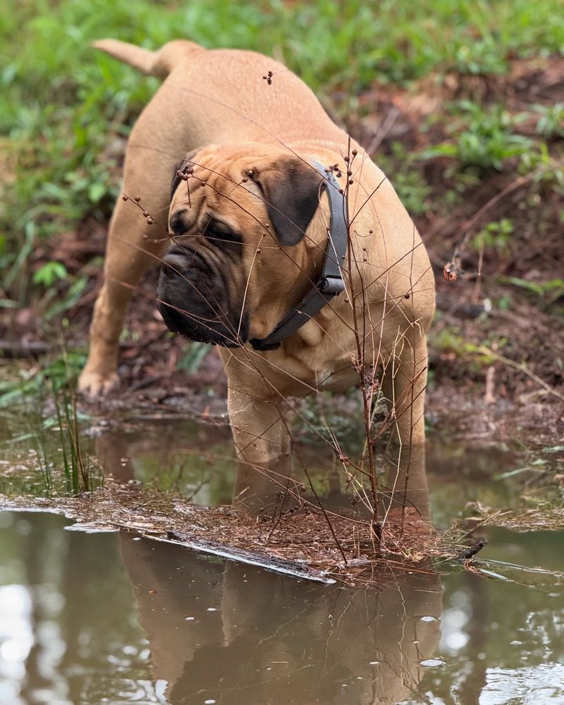 Mastiff