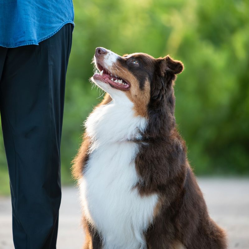 Australian Shepherd