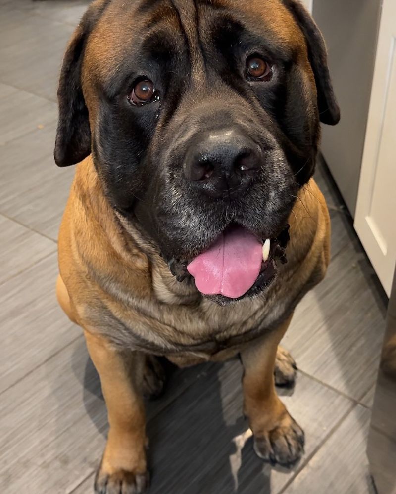 Mastiff
