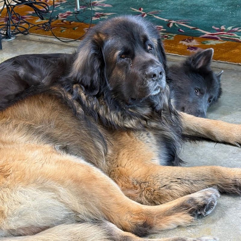 Leonberger