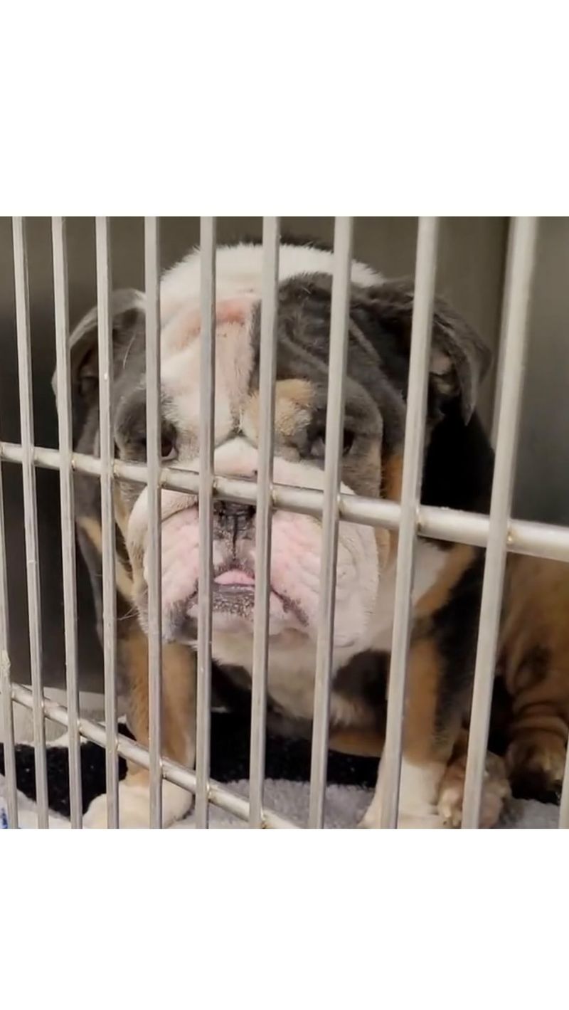 Bulldog