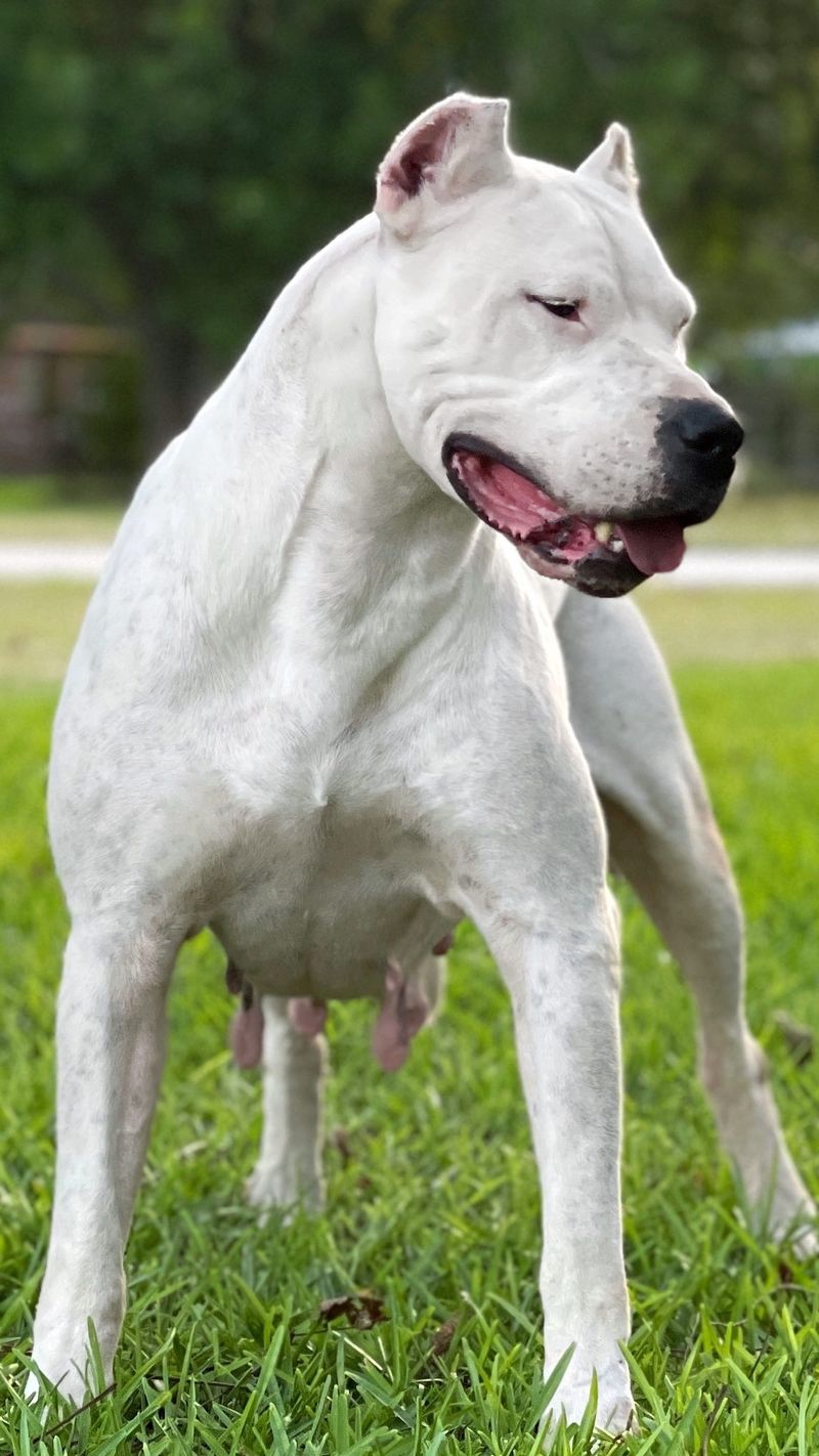 Dogo Argentino