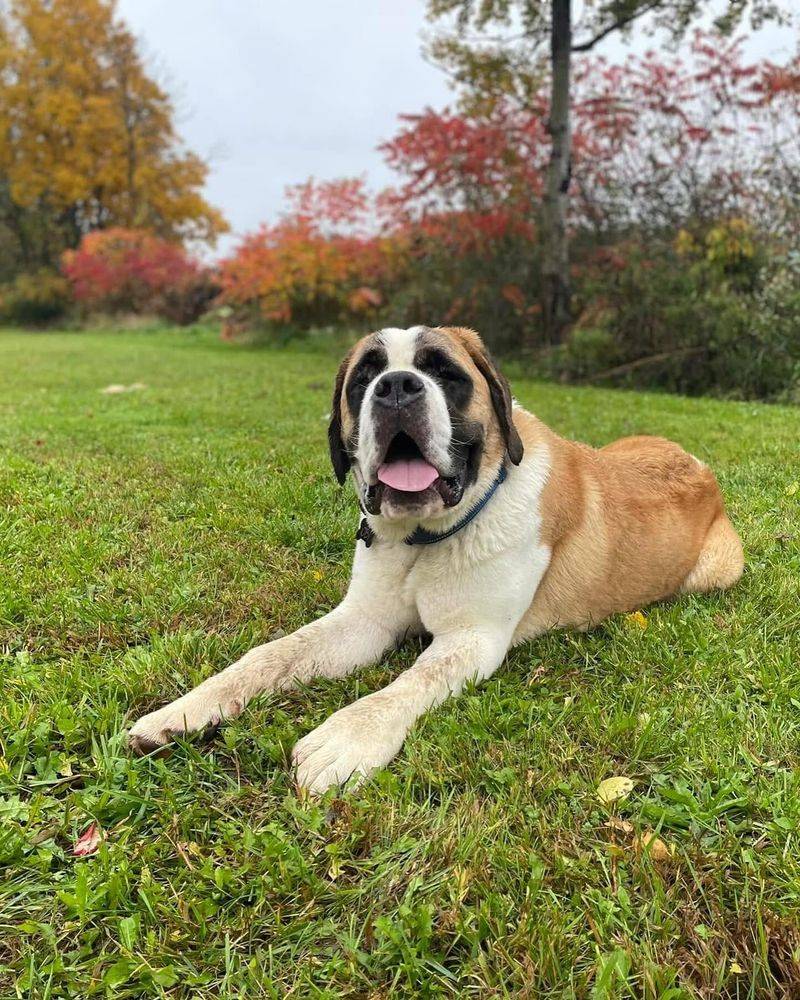 Saint Bernard