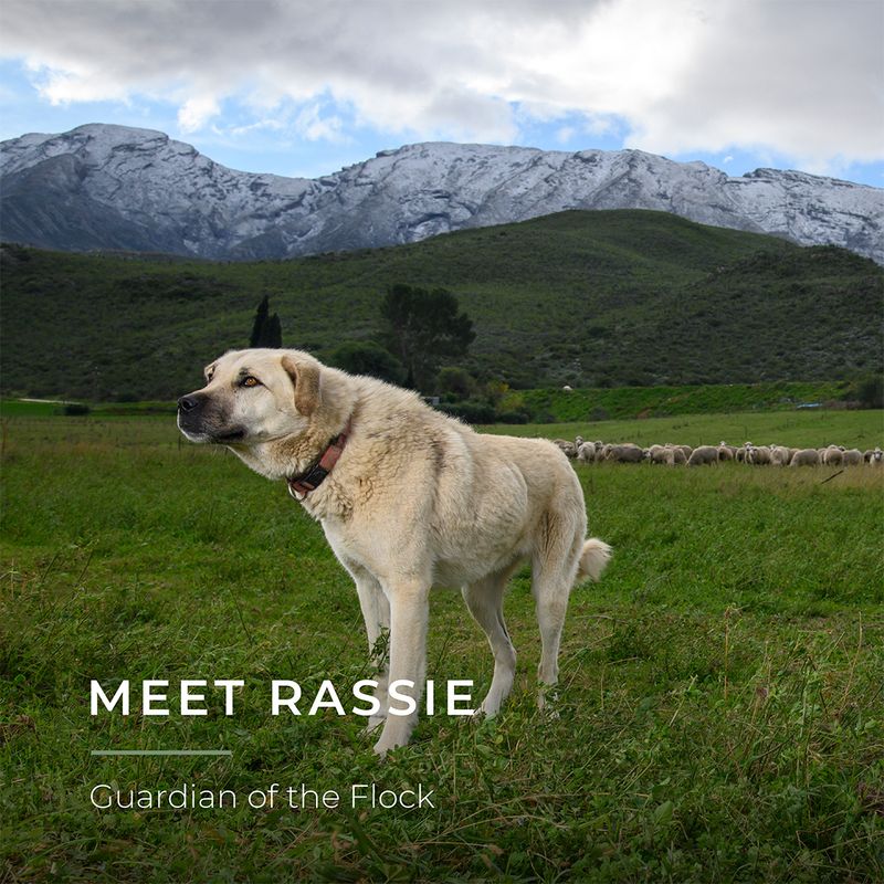 Anatolian Shepherd