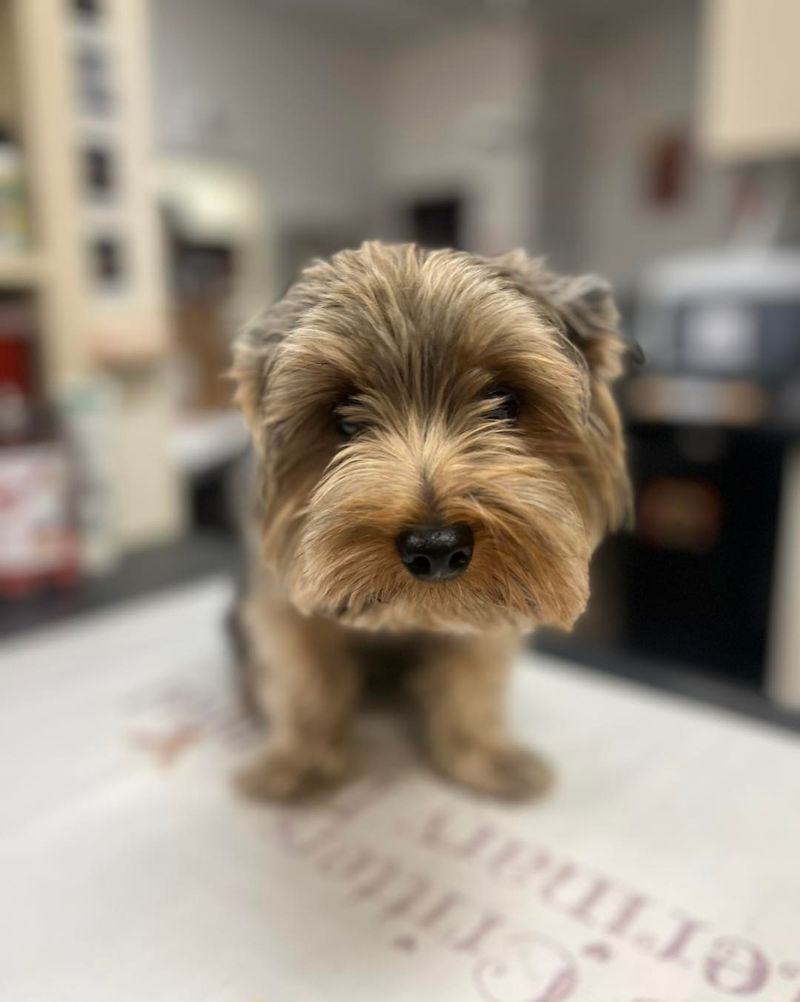 Yorkshire Terrier