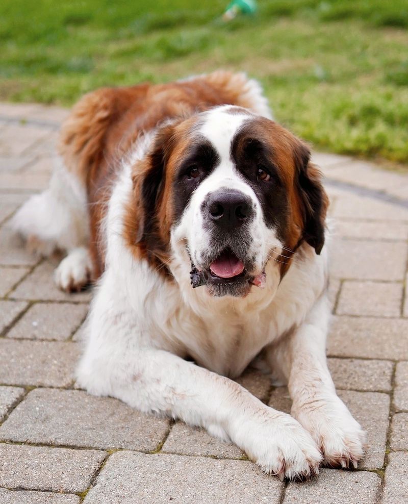 Saint Bernard