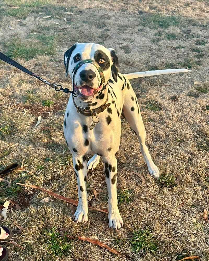 Dalmatian