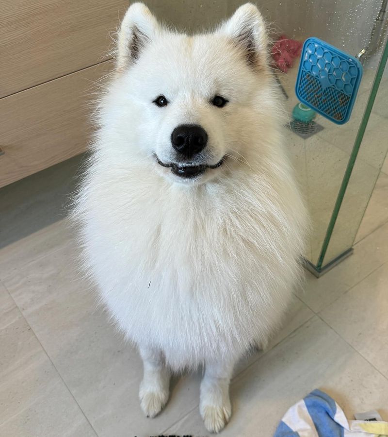 Samoyed