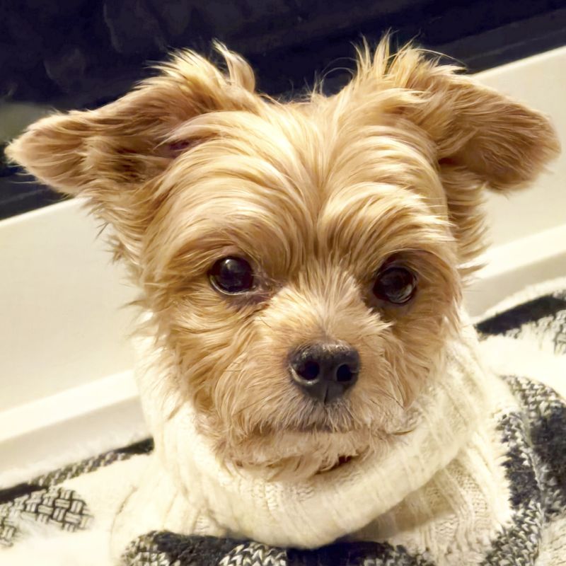 Yorkshire Terrier