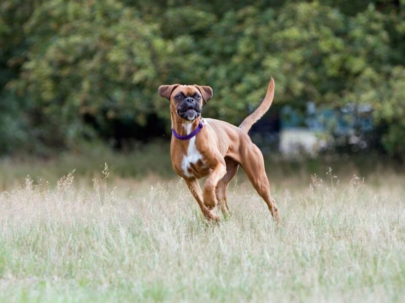 Boxer
