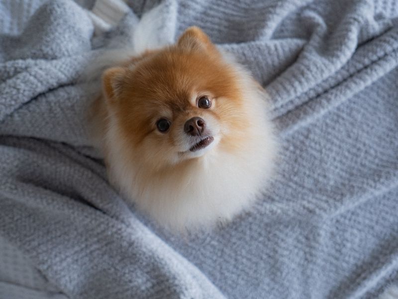 Pomeranian