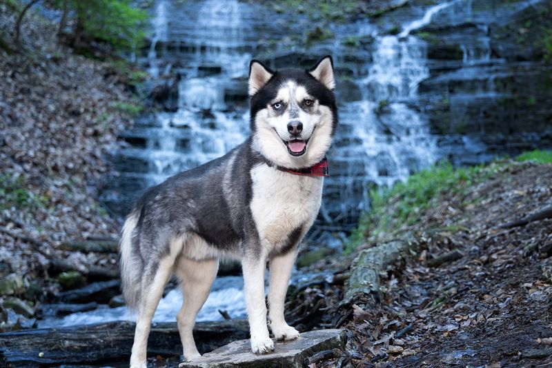 Husky