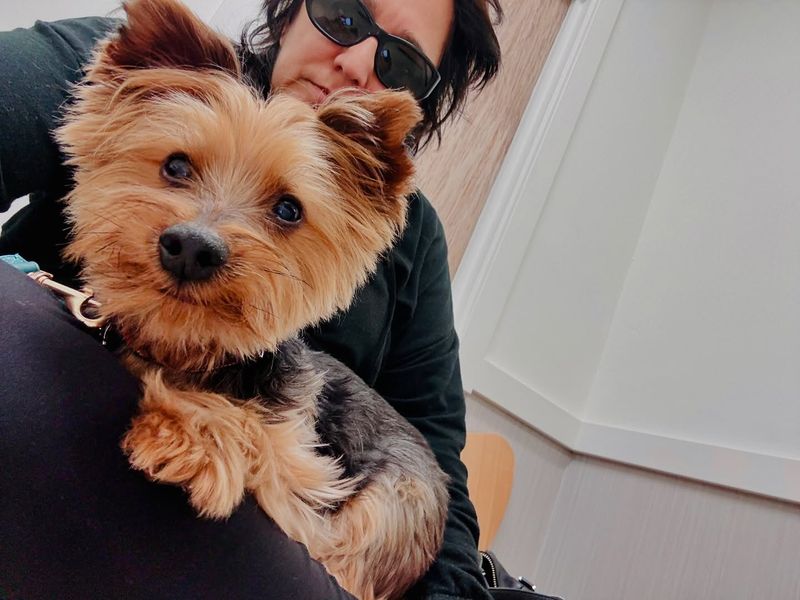 Yorkshire Terrier