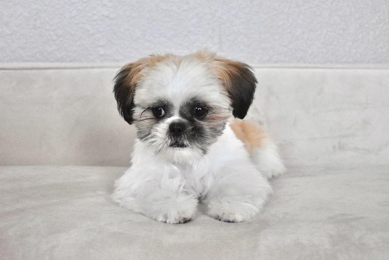 Shih Tzu