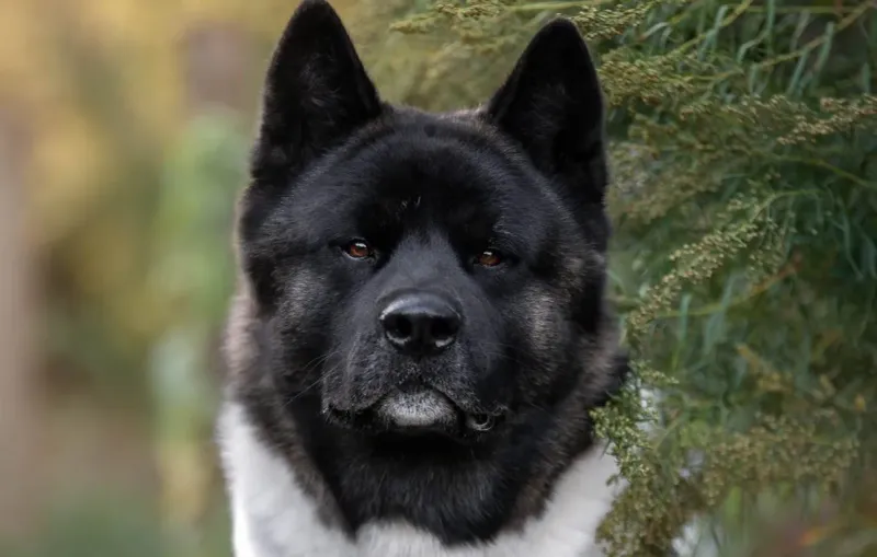 Akita