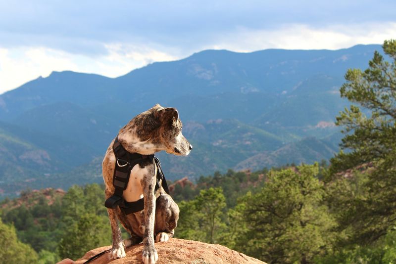 Catahoula Leopard Dog