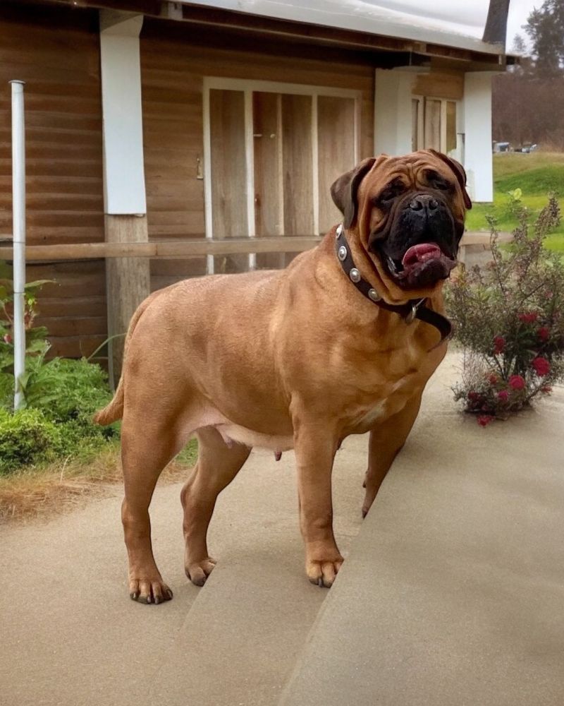 Bullmastiff
