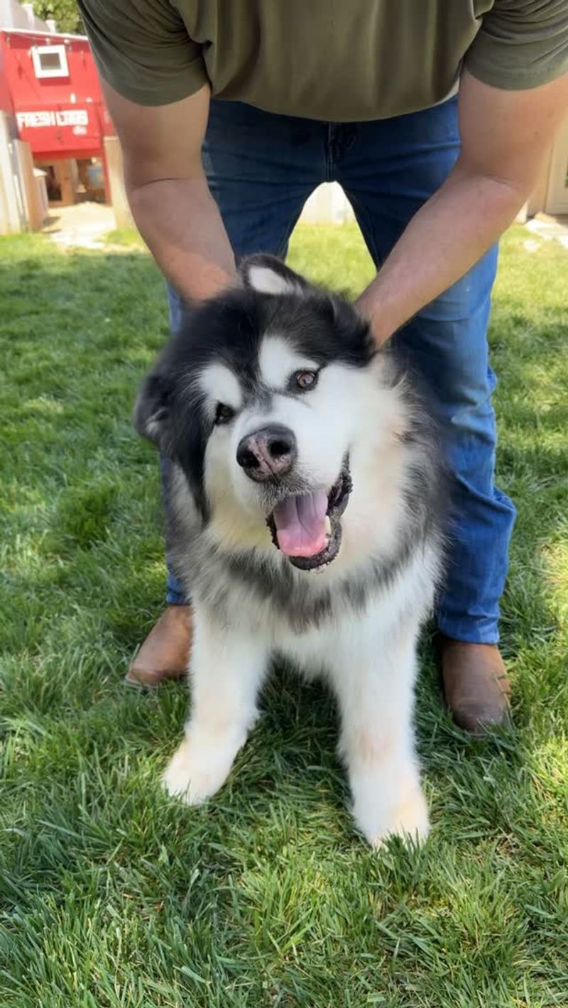 Alaskan Malamute