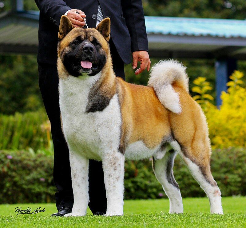 Akita